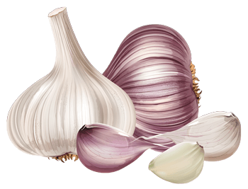 garlic.png